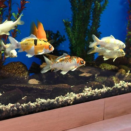 Family Hotel Lazur Кюстендил Екстер'єр фото